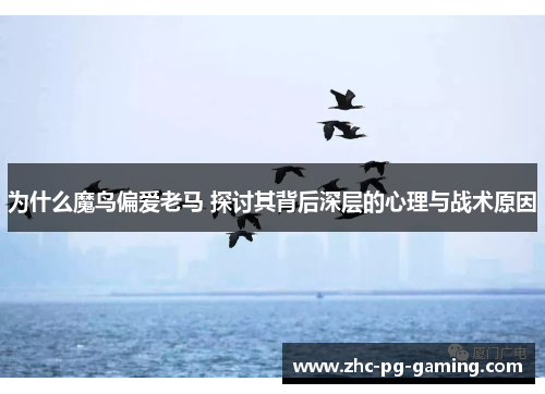 为什么魔鸟偏爱老马 探讨其背后深层的心理与战术原因